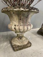 Medici
